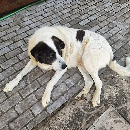 Hébergement de vacances Casa Da Quinta T1